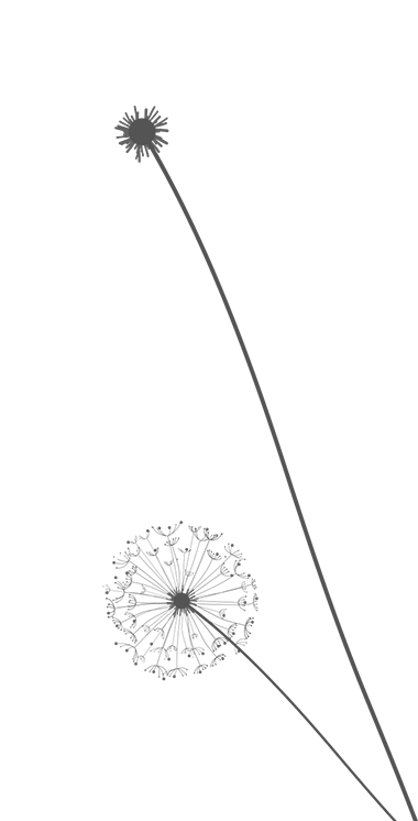 dandelion